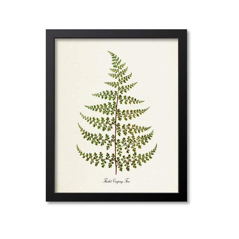 Thicket Creeping Fern Art Print