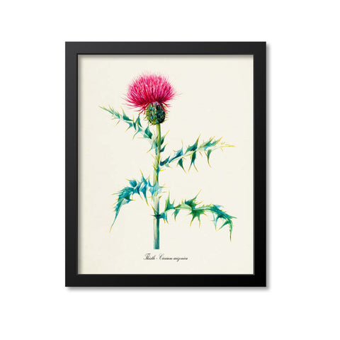 Thistle Flower Art Print