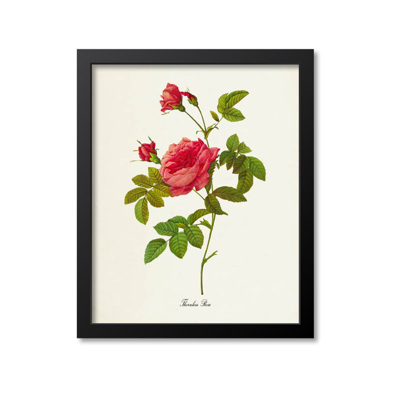 Thornless Rose Flower Art Print