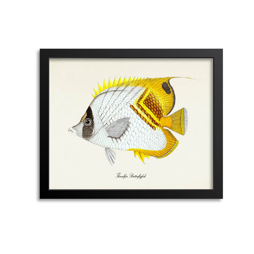 Threadfin Butterflyfish Art Print