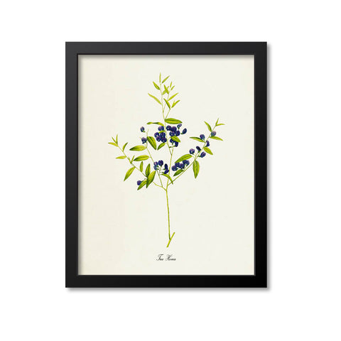 Tree Hovea Flower Art Print