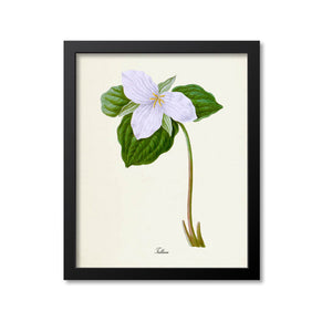 Trillium Flower Art Print