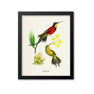 Trochilus Pyra Hummingbird Print