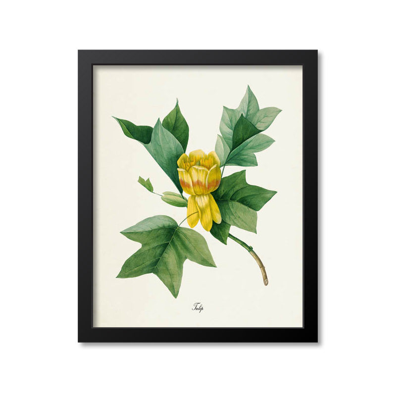 Tulip Flower Art Print, Yellow