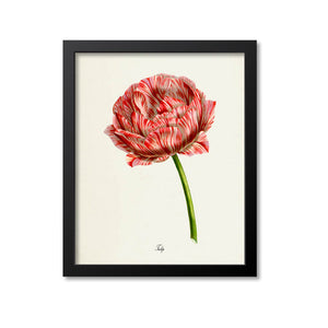 Tulipa culta Flower Art Print