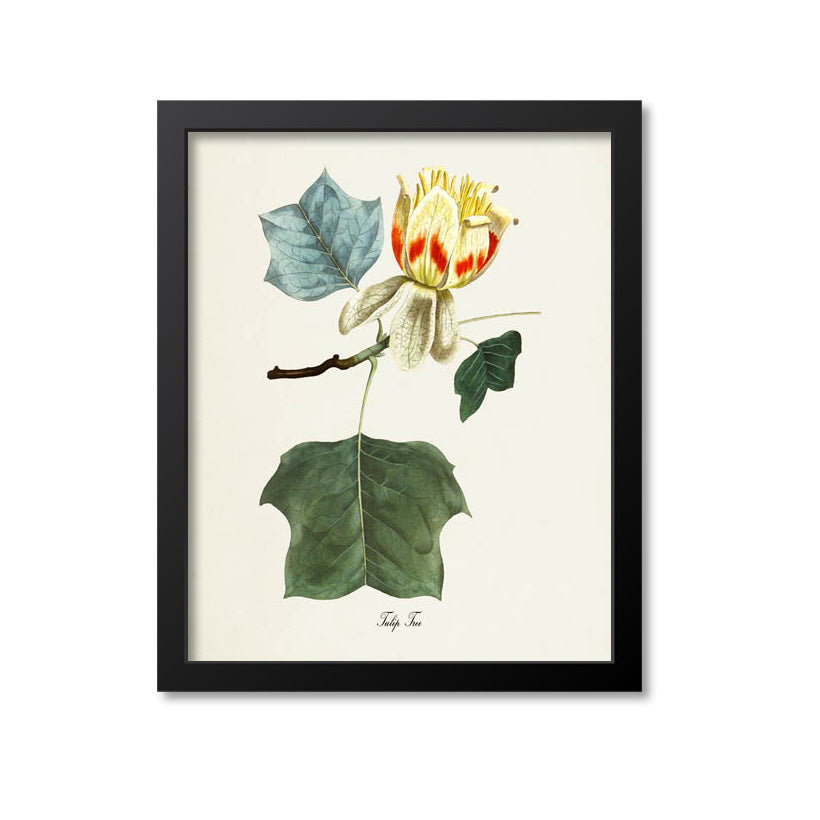 Tulip Tree Art Print