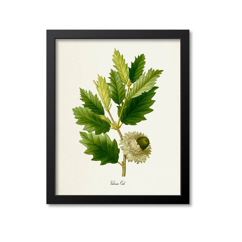 Valonia Oak Leaf Art Print