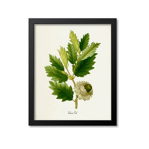 Valonia Oak Leaf Art Print