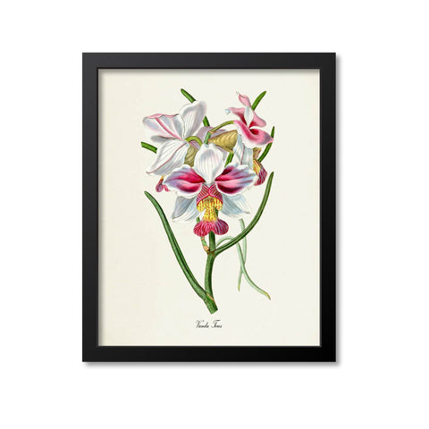 Vanda Teres Orchid Flower Art Print
