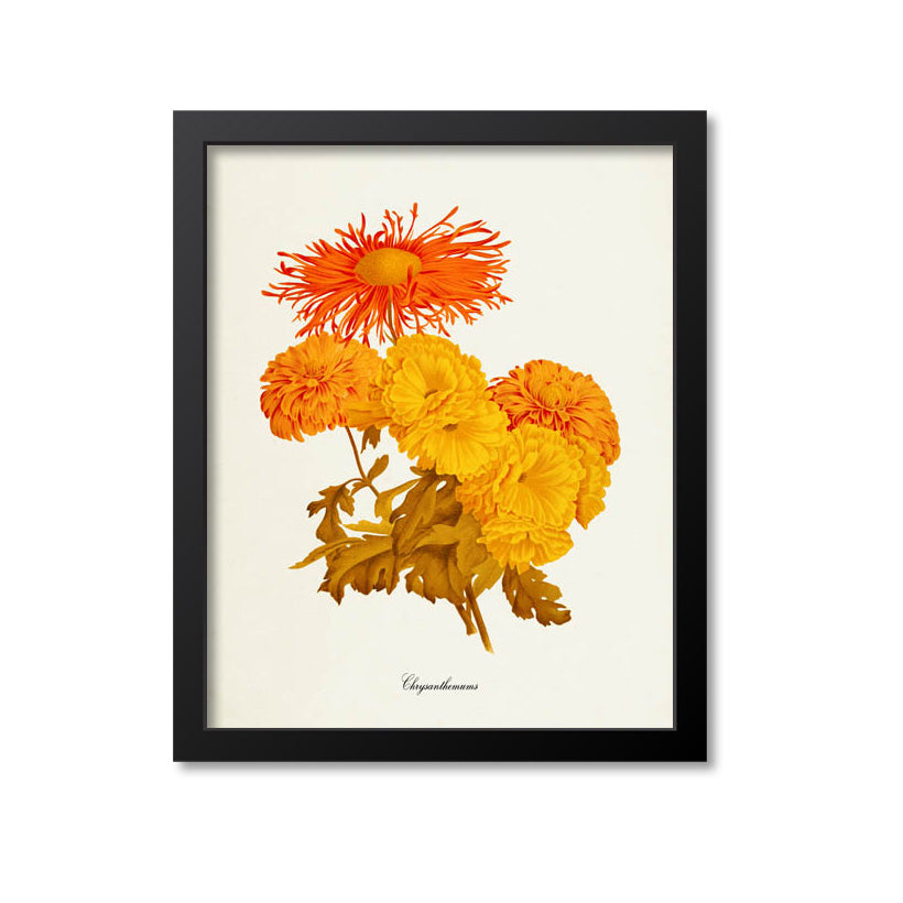 Chrysanthemum Flower Art Print, Orange, Yellow