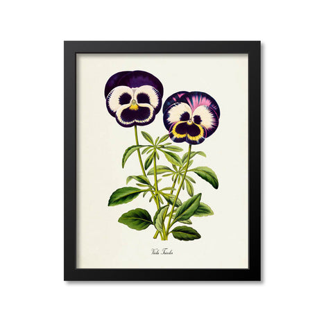 Viola Tricolor Flower Art Print