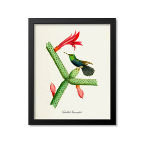 Violet-bellied Hummingbird Print