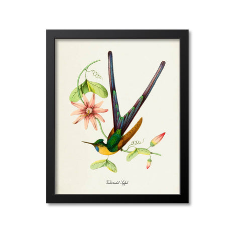 Violet-tailed Sylph Hummingbird Print