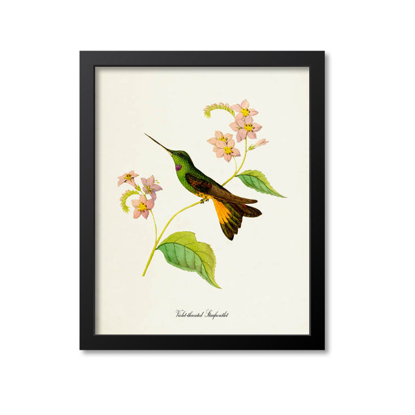 Violet-throated Starfrontlet Hummingbird Print