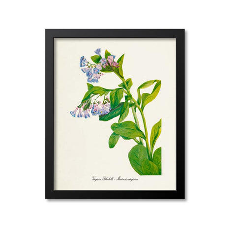 Virginia Bluebells Flower Art Print, Blue