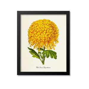 Walter Seaman Chrysanthemum Flower Art Print