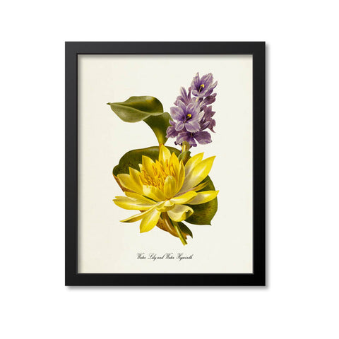 Water Lily and Water Hyacinth Flower Art Print