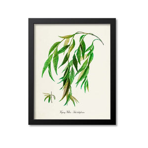 Weeping Willow Art Print