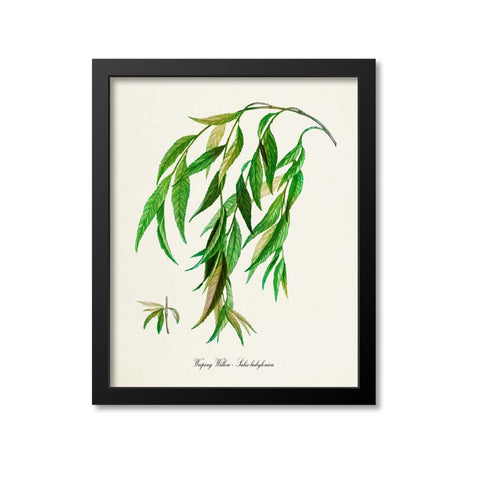 Weeping Willow Art Print