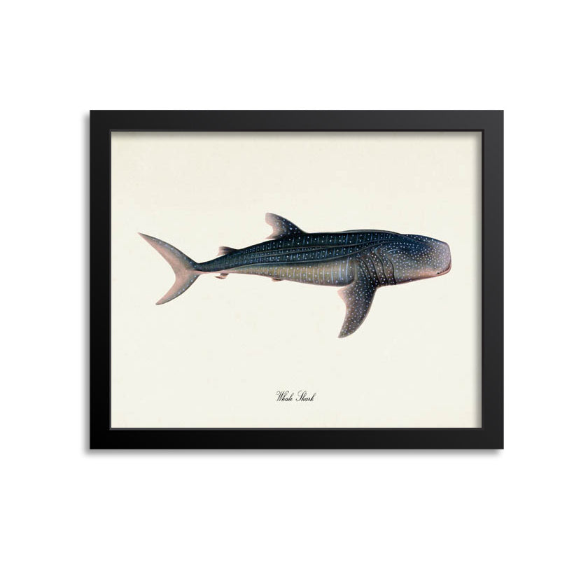 Whale Shark Art