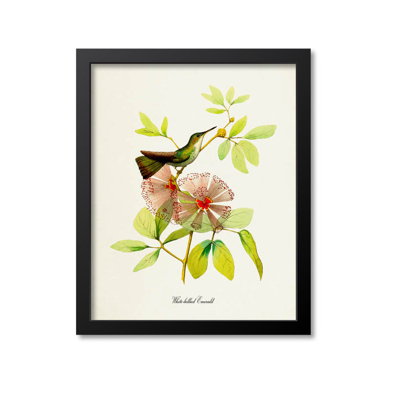 White-bellied Emerald Hummingbird Print
