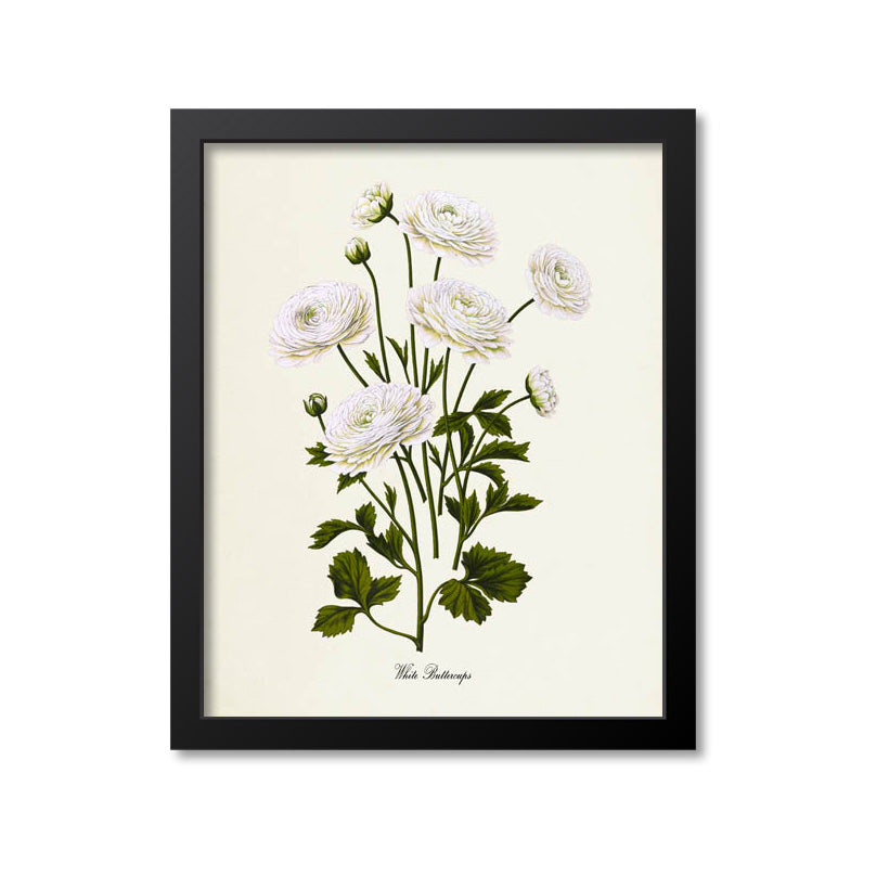 White Buttercups Botanical Print