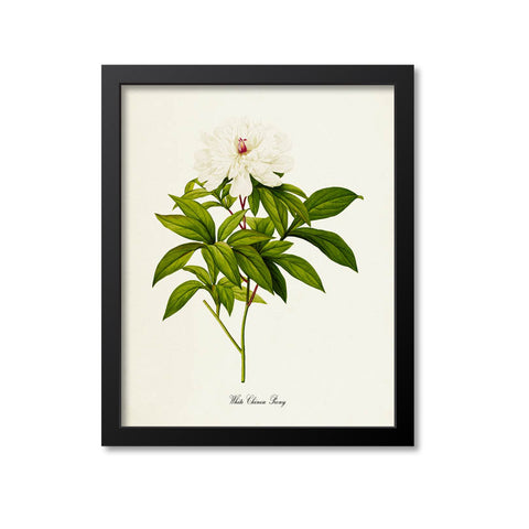 White Chinese Peony Flower Art Print