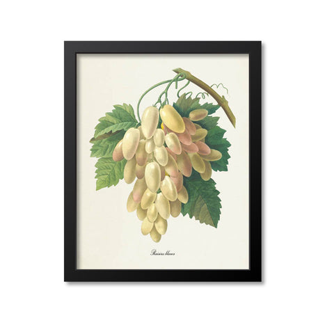 White Grapes Botanical Print