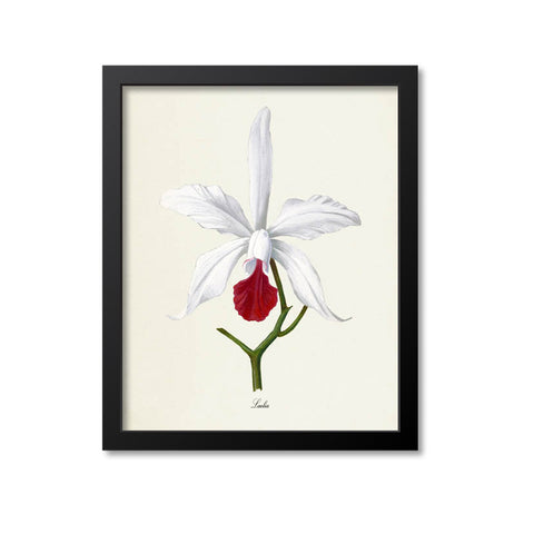 White Laelia Flower Art Print