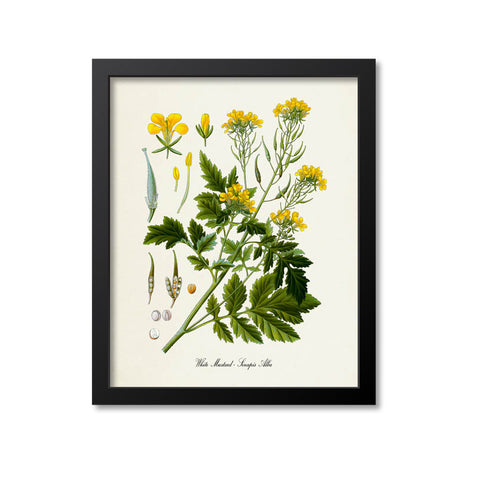 White Mustard Botanical Print