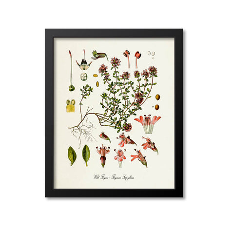 Wild Thyme Botanical Print