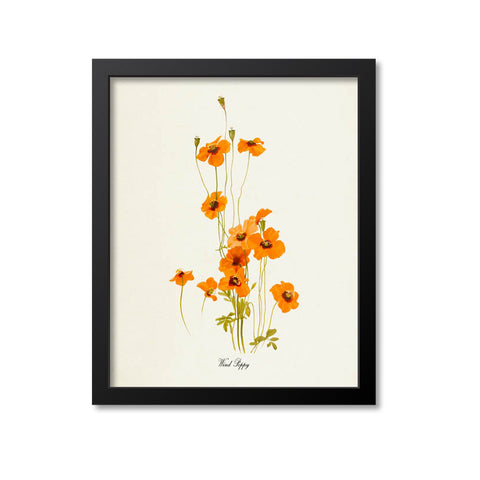 Wind Poppy Flower Art Print