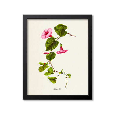 Woodrose Vine Flower Art Print