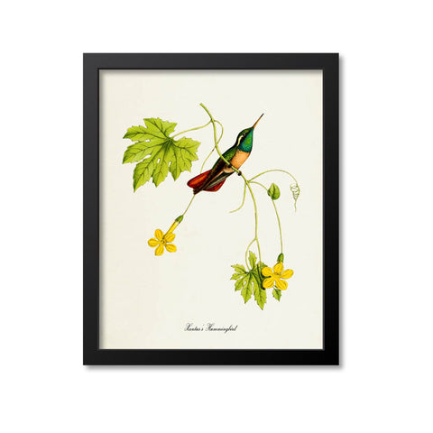Xantuss Hummingbird Print