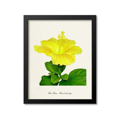 Yellow Hibiscus Flower Art Print