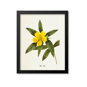 Yellow Alder Flower Art Print