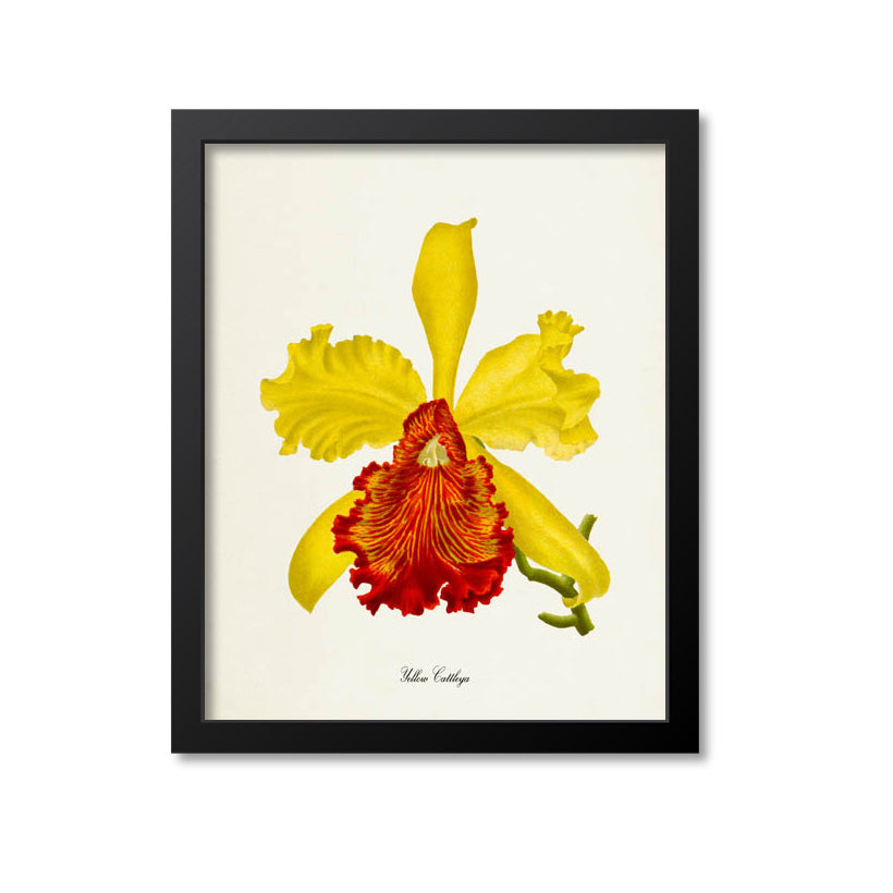 Yellow Cattleya Flower Art Print