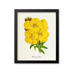 Yellow Evening Primrose Flower Art Print
