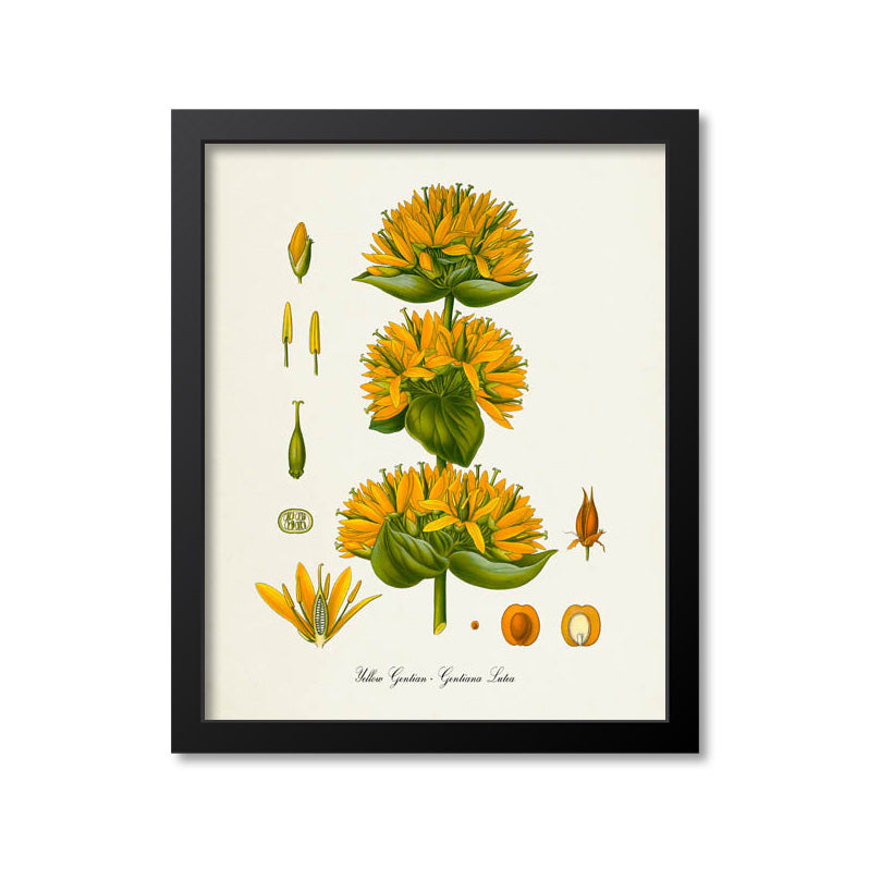Yellow Gentian Botanical Print