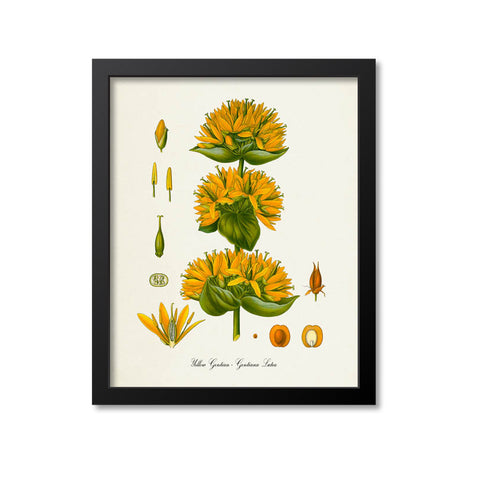 Yellow Gentian Botanical Print