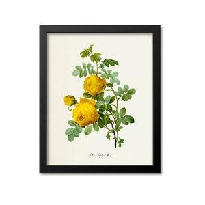 Yellow Sulphur Rose Flower Art Print
