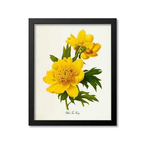 Yellow Tree Peony Flower Art Print