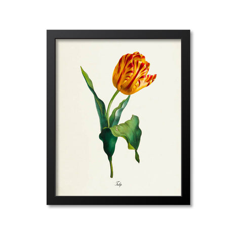 Yellow and Red Tulip Flower Art Print