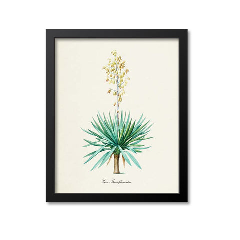 Yucca Flower Art Print