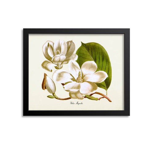 Yulan Magnolia Flower Art Print