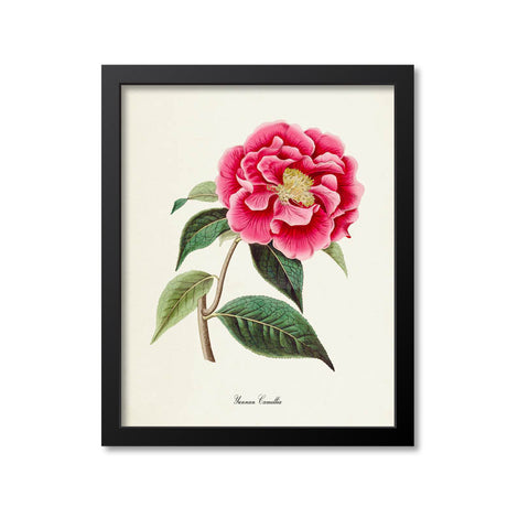 Yunnan Camellia Flower Art Print