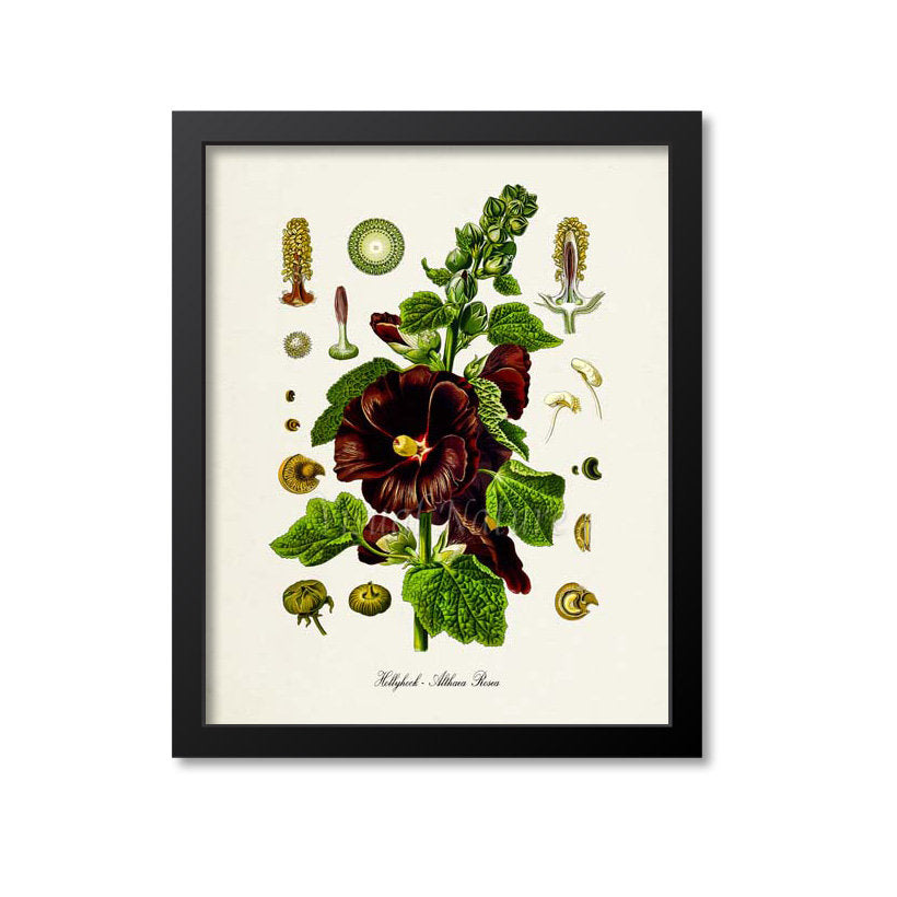 Hollyhock Botanical Print
