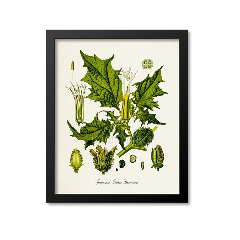 Jimsonweed Botanical Print