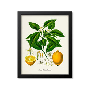 Lemon Botanical Print