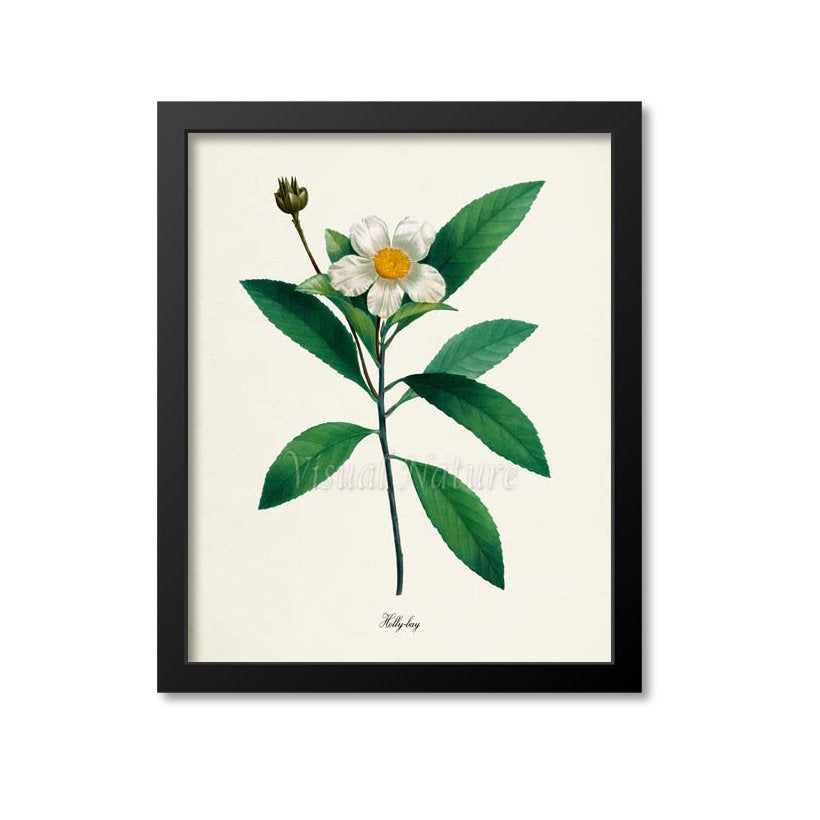 Holly-bay Flower Art Print
